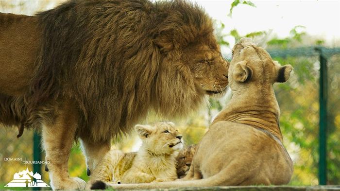 Zoo - Domaine de la Bourbansais - Pleugueneuc - ©LaBourbansais
