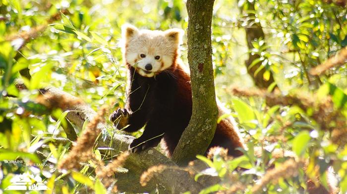Zoo - Domaine de la Bourbansais - Pleugueneuc - ©LaBourbansais