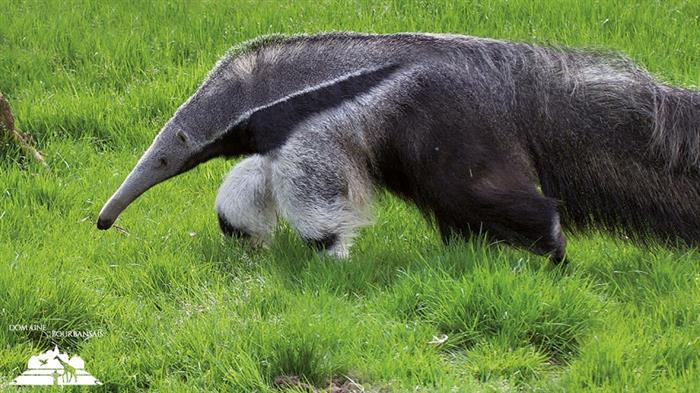 Zoo - Domaine de la Bourbansais - Pleugueneuc - ©LaBourbansais