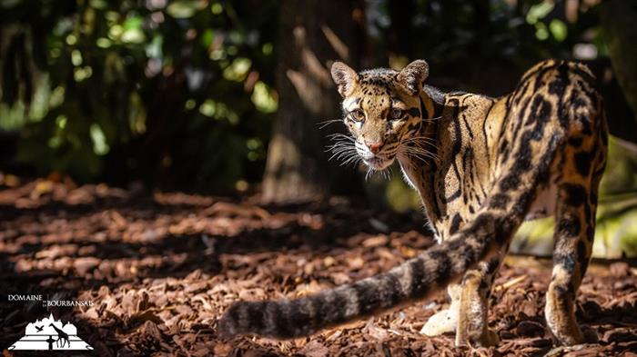 Zoo - Domaine de la Bourbansais - Pleugueneuc - ©LaBourbansais