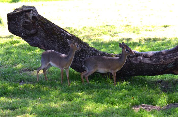 Château et Parc zoologique de la Bourbansais - Pleugueneuc - ©LaBourbansais