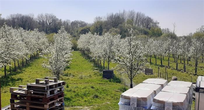 20250410_Visites_Verger-Cidrerie-Jouny-Tréméreuc - 