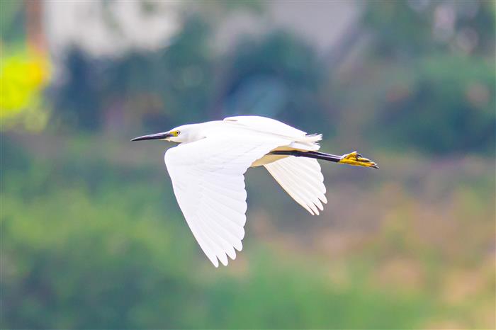 Aigrette en vol - Jean-Marc David