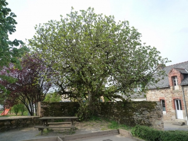 Arbre remarquable figuier - St Marcel - Morbihan - Bretagne