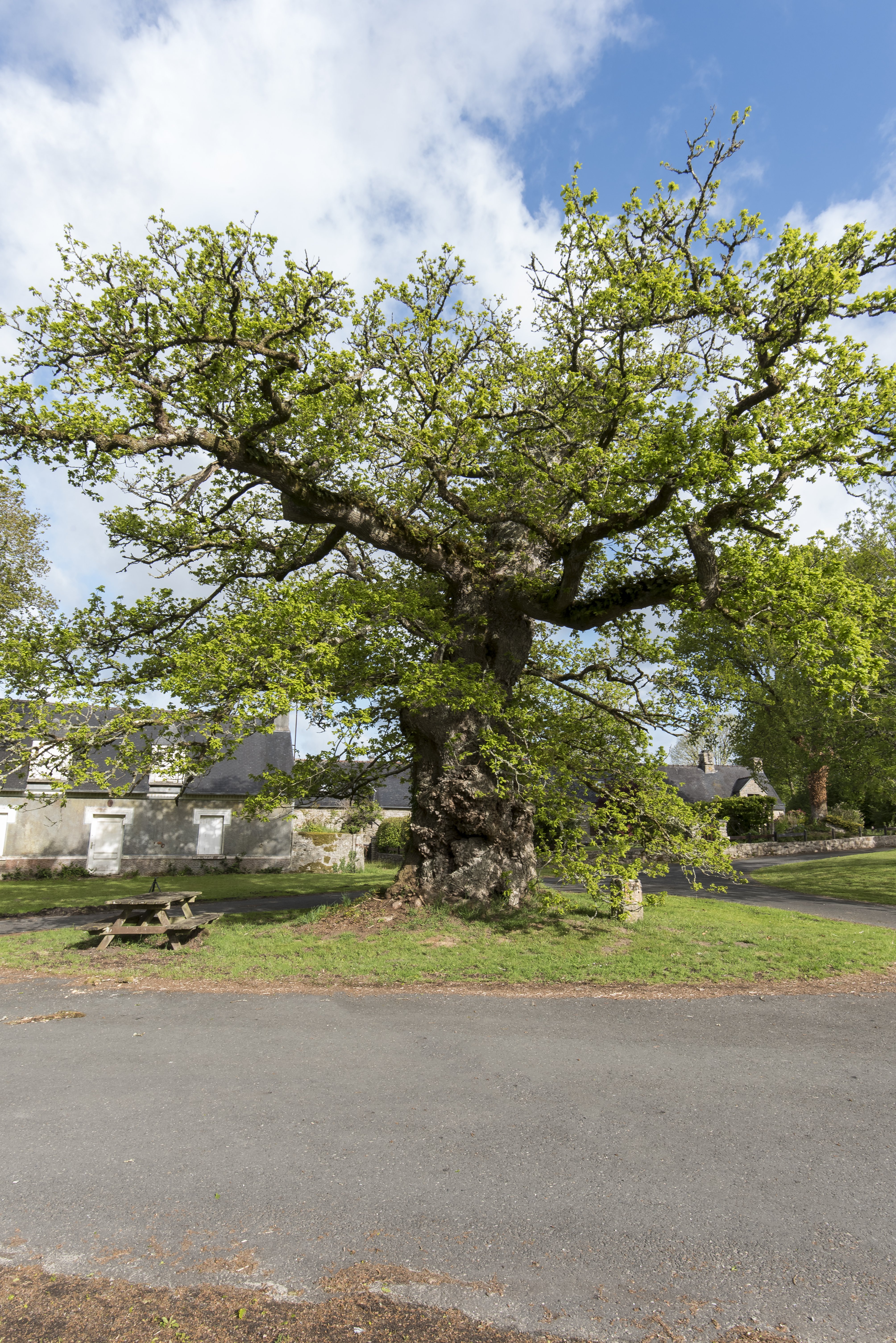 Chêne remarquable de Rosterc'h - Plouray (4)