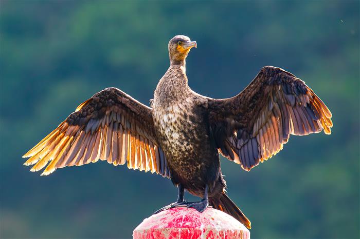 Cormoran - Jean-Marc David