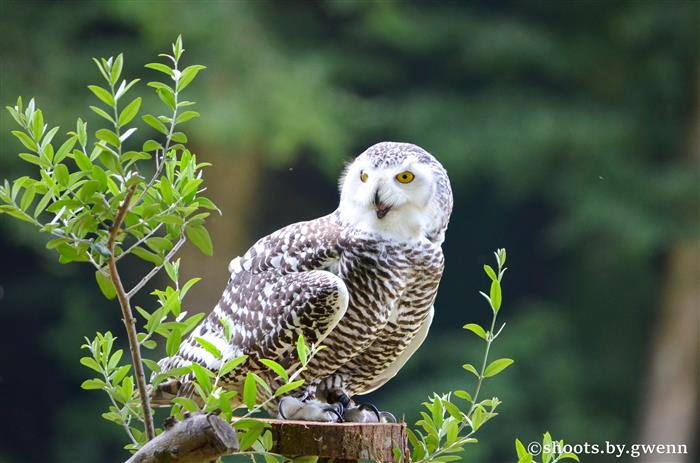Château et Parc zoologique de la Bourbansais - Pleugueneuc - ©LaBourbansais