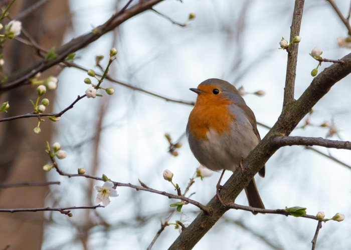 Rouge-gorge sur une branche d'arbre - balades ornithologiques