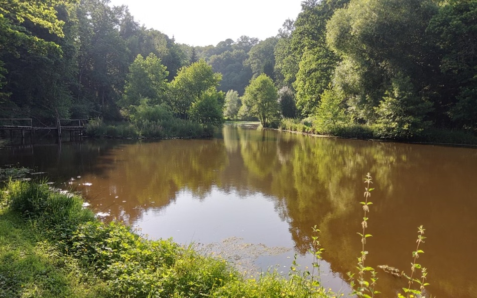Sortie nature - Explorer les plantes sauvages du Moulin de Babel