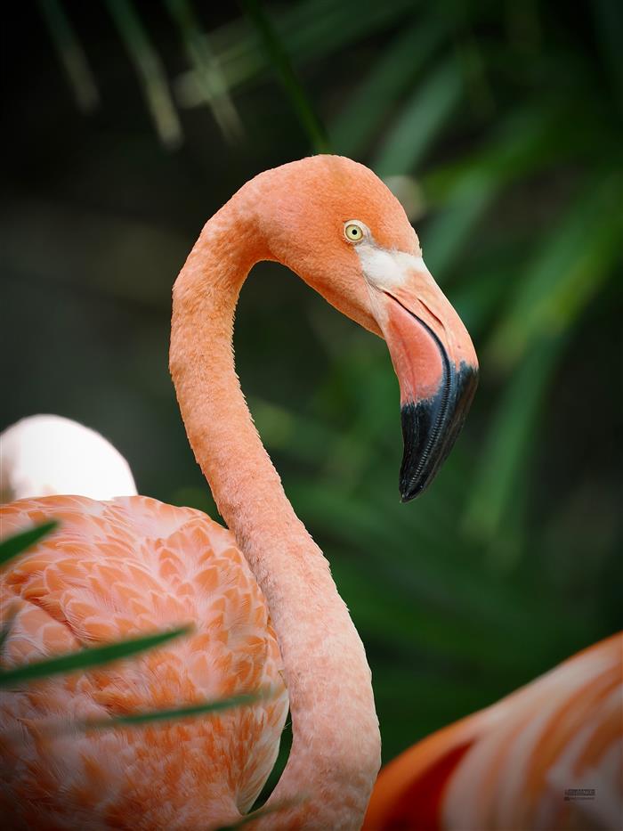 Flamant_Crédit Kiannarzour Photography - Kiannarzour Photography
