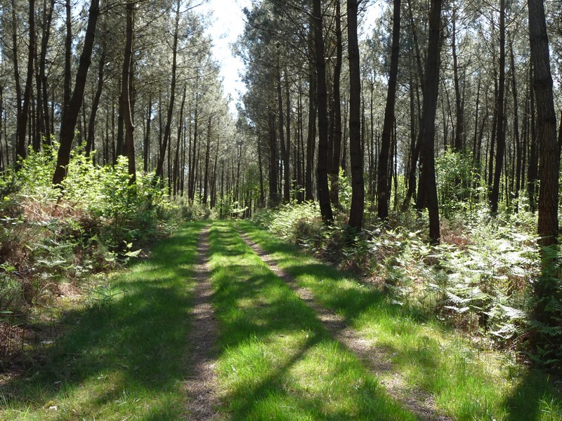 Forêt du Houssa - St Laurent-sur-Oust - Morbihan - Bretagne