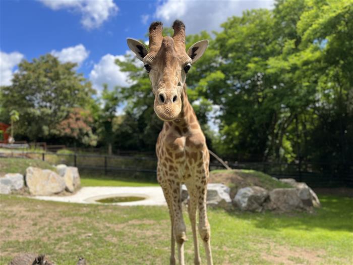 Girafe_Crédit Annaëlle_4 - _Crédit Annaëlle_4