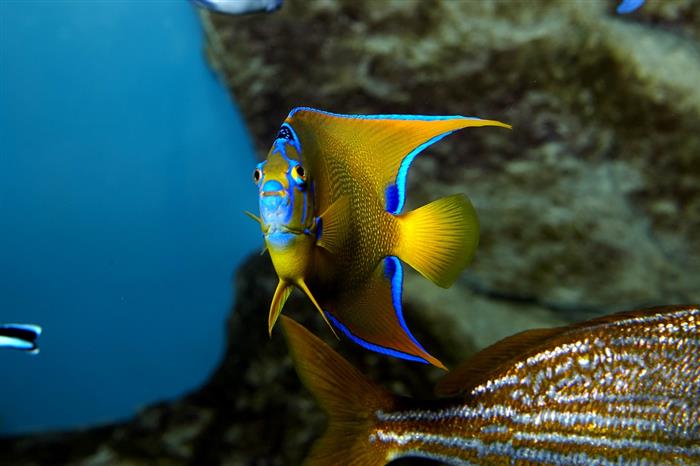 Grand Aquarium - Copyright: Stevens Fremont