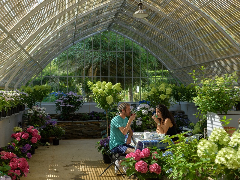 Hortensias - salon de thé - pépinière - Haut bois - Taupont - Bretagne