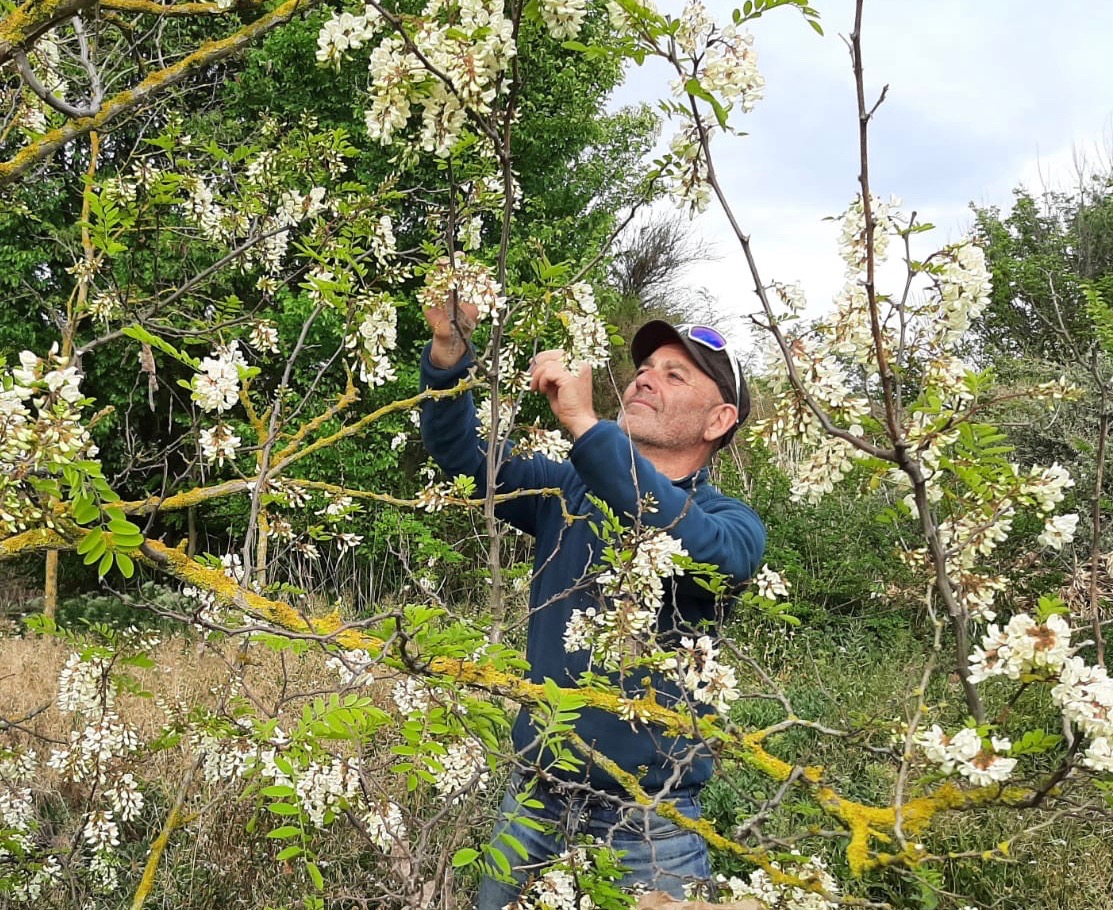 Robin des Fleurs