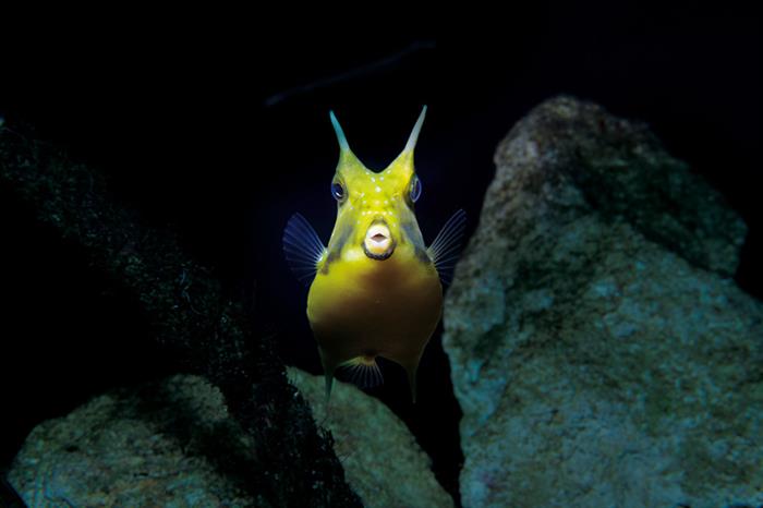 Grand Aquarium de Saint-Malo - © Raphael Auvray