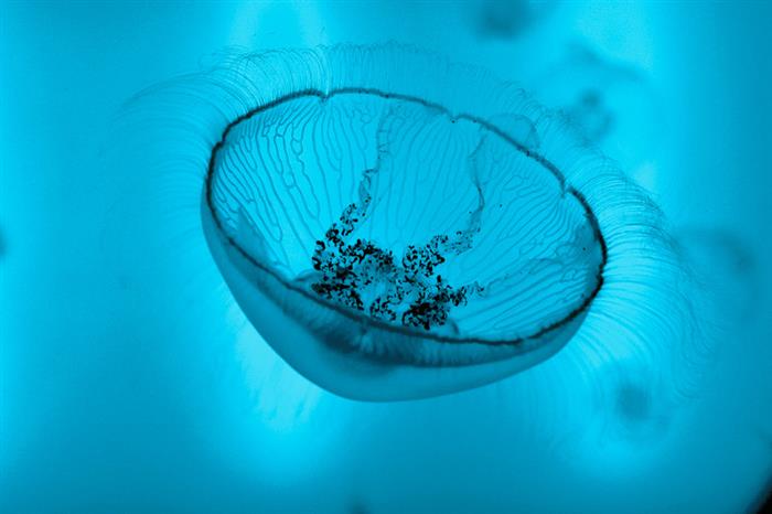 Grand Aquarium de Saint-Malo - © Raphael Auvray