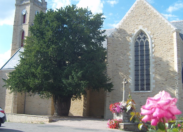 If de La Chapelle-Caro - Val d'Oust - Arbre remarquable du Morbihan