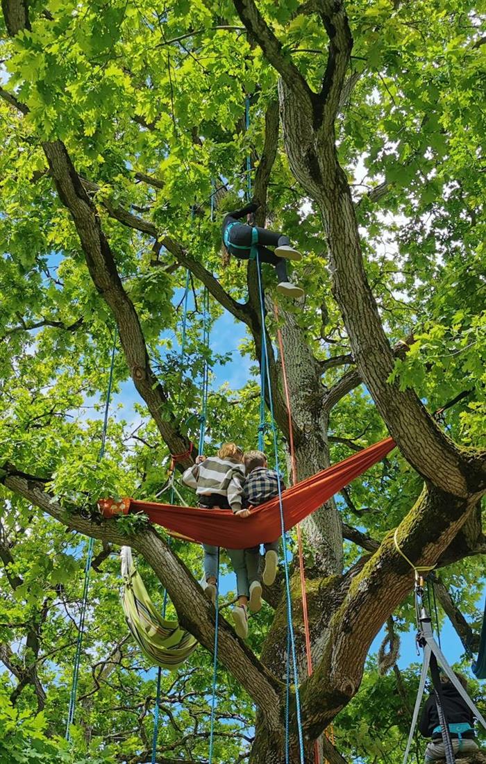 La tête en l'air_Grimpe d'arbres_1_Beaussais sur Mer - 
