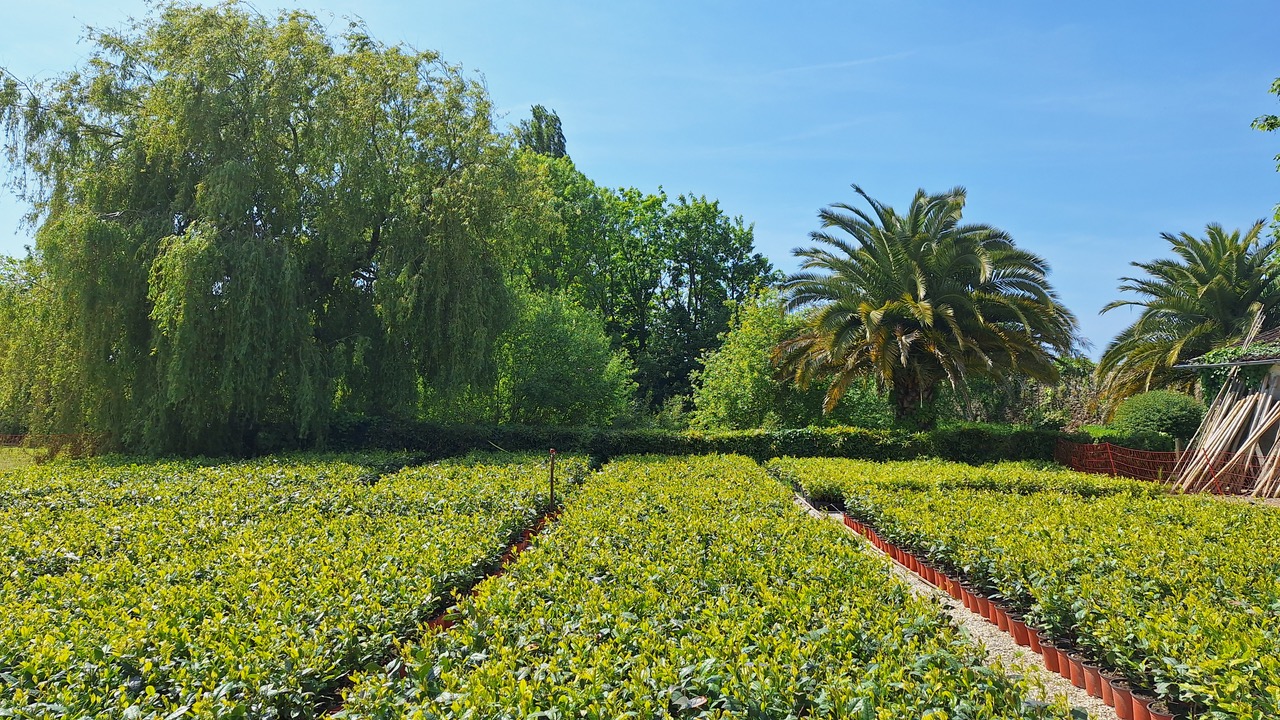 Visite du Thé Malouin
