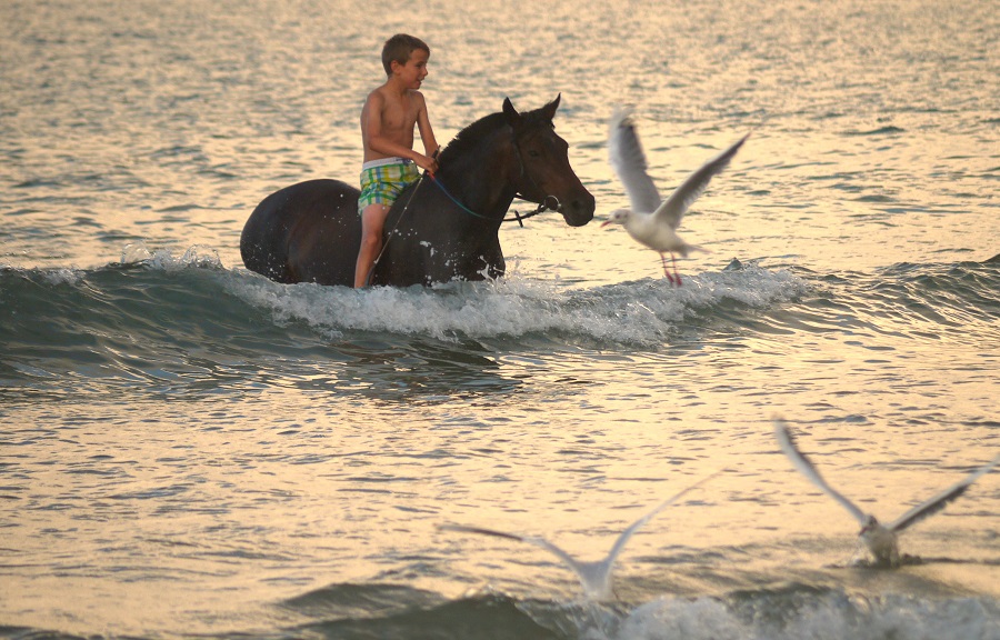 Visuel non libre de droit  - Univers Ponies