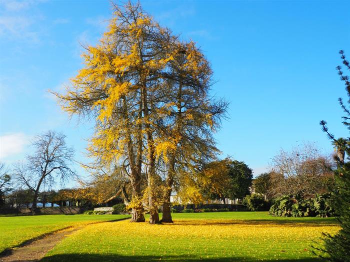 Ginkgo biloba - Malouinière du Montmarin - Pleurtuit - © Guillaume de Ferrand - 2018