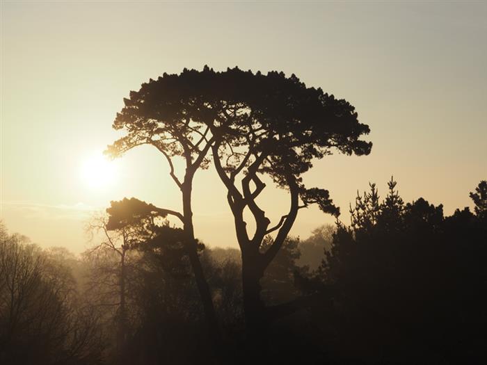 Pinus Radiata - Malouinière du Montmarin - Pleurtuit - © Guillaume de Ferrand - 2018