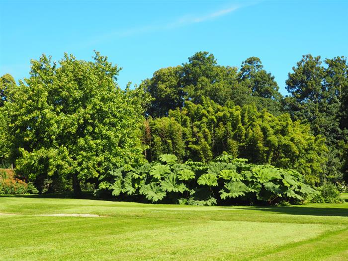 Liquidambar-Bamboos-Gunneras - Montmarin - Pleurtuit - © Guillaume de Ferrand - 2018
