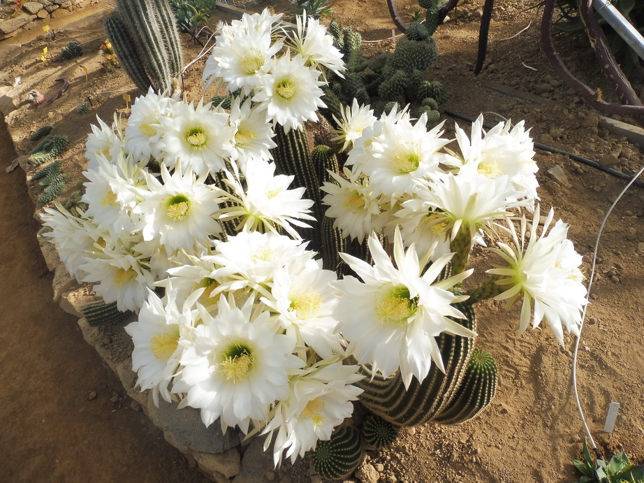 Trichocereus-schickendantzii