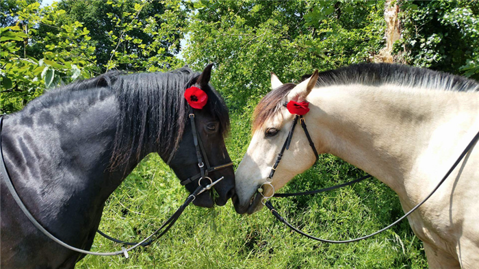 Ty Haras Lancieux - Chevaux - © Ty Haras