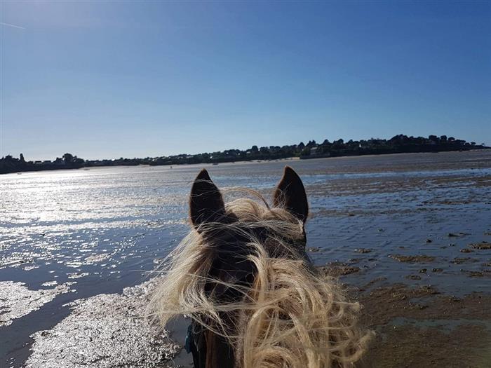 Ty Haras Lancieux - Cheval sur la plage - © Ty Haras