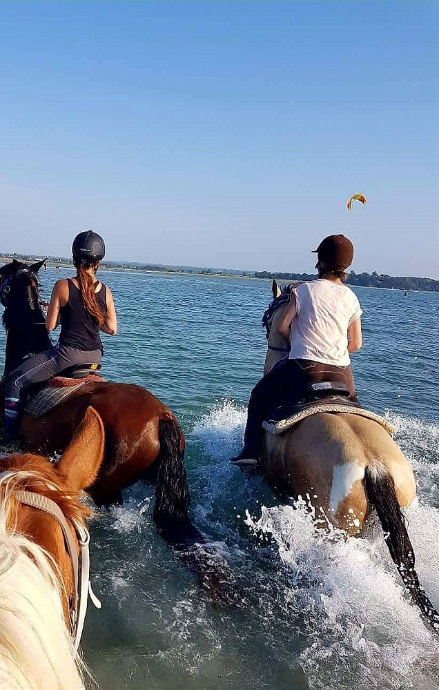Chevaux dans l'eau - © Ty Haras