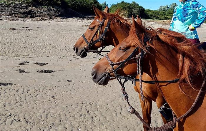 Ty Haras Lancieux - Chevaux sur la plage - © Ty Haras