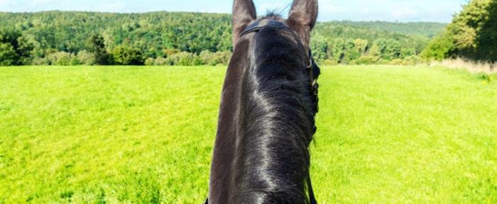 Ty Haras Lancieux - Vue du cavalier - © Ty Haras