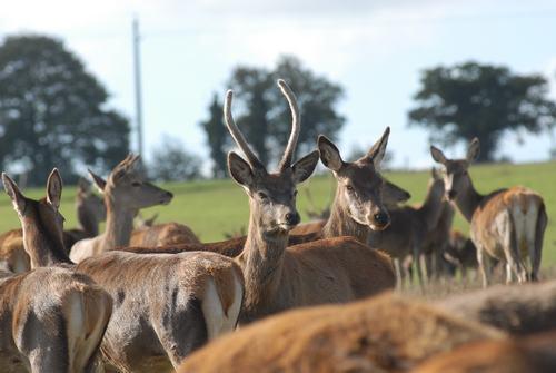 Cerfs de Kerfulus_Cleguerec