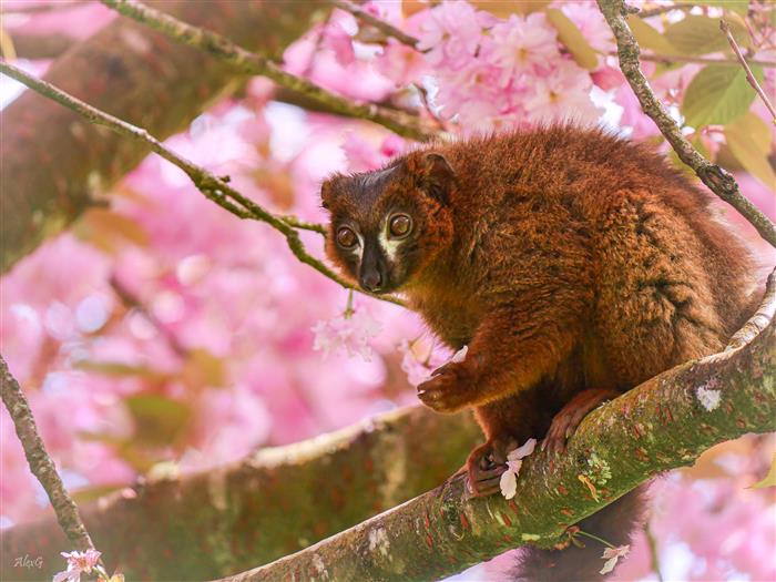 ZooLaBourbansais_140422-9 - ©LaBourbansais