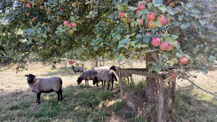 cidrerie-jouny-eco-paturage-moutons-verger-automne-bretagne - 
