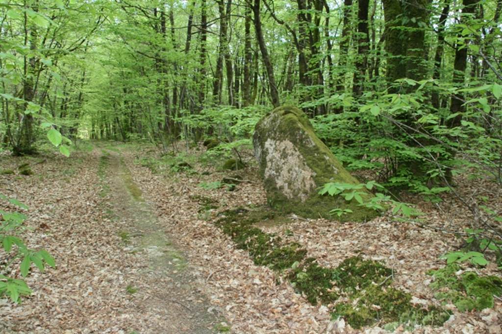 Menhir Forêt de Treulan - Colpo - Morbihan Bretagne sud