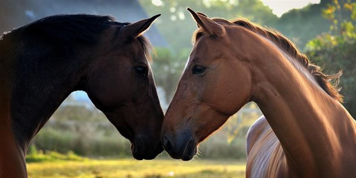 ecuries-saint-lunaire---Chevaux - 