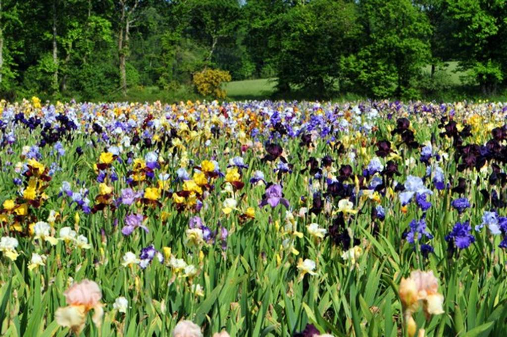 Jardin d'iris Morbihan Bretagne Sud