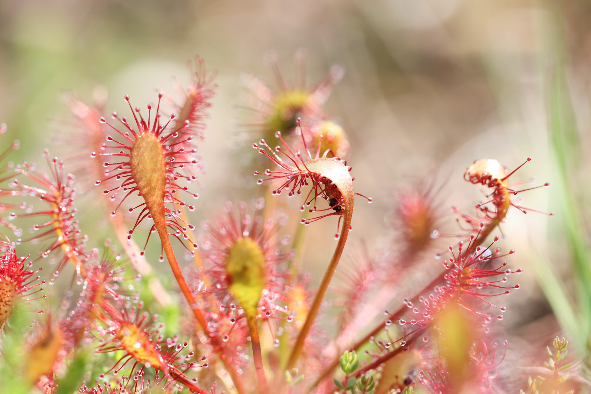 Ouvrir la diaporama Drosera, landes de Lan Bern