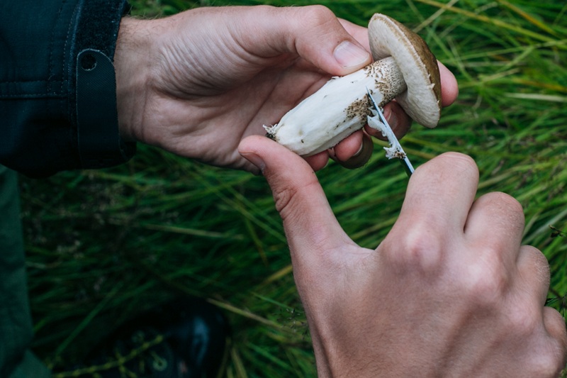 Balade-Lecture à la découverte des champignons