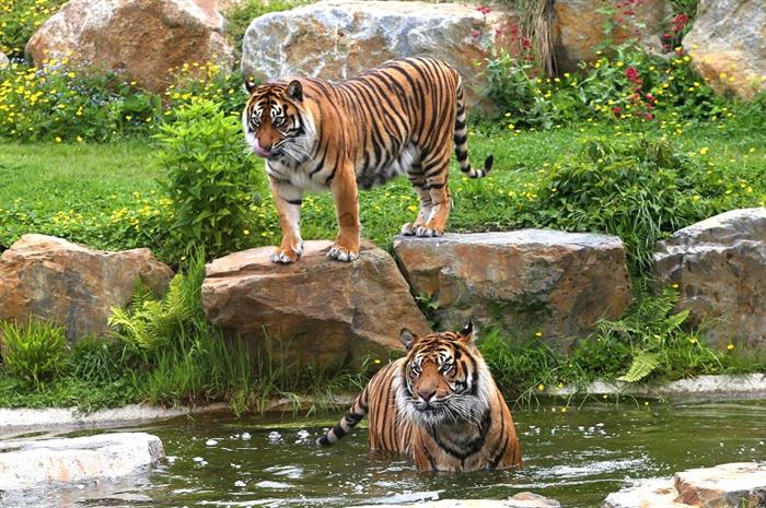 Loisirs-Zoo de Champrepus-Champrepus - ©Zoo de Champrepus